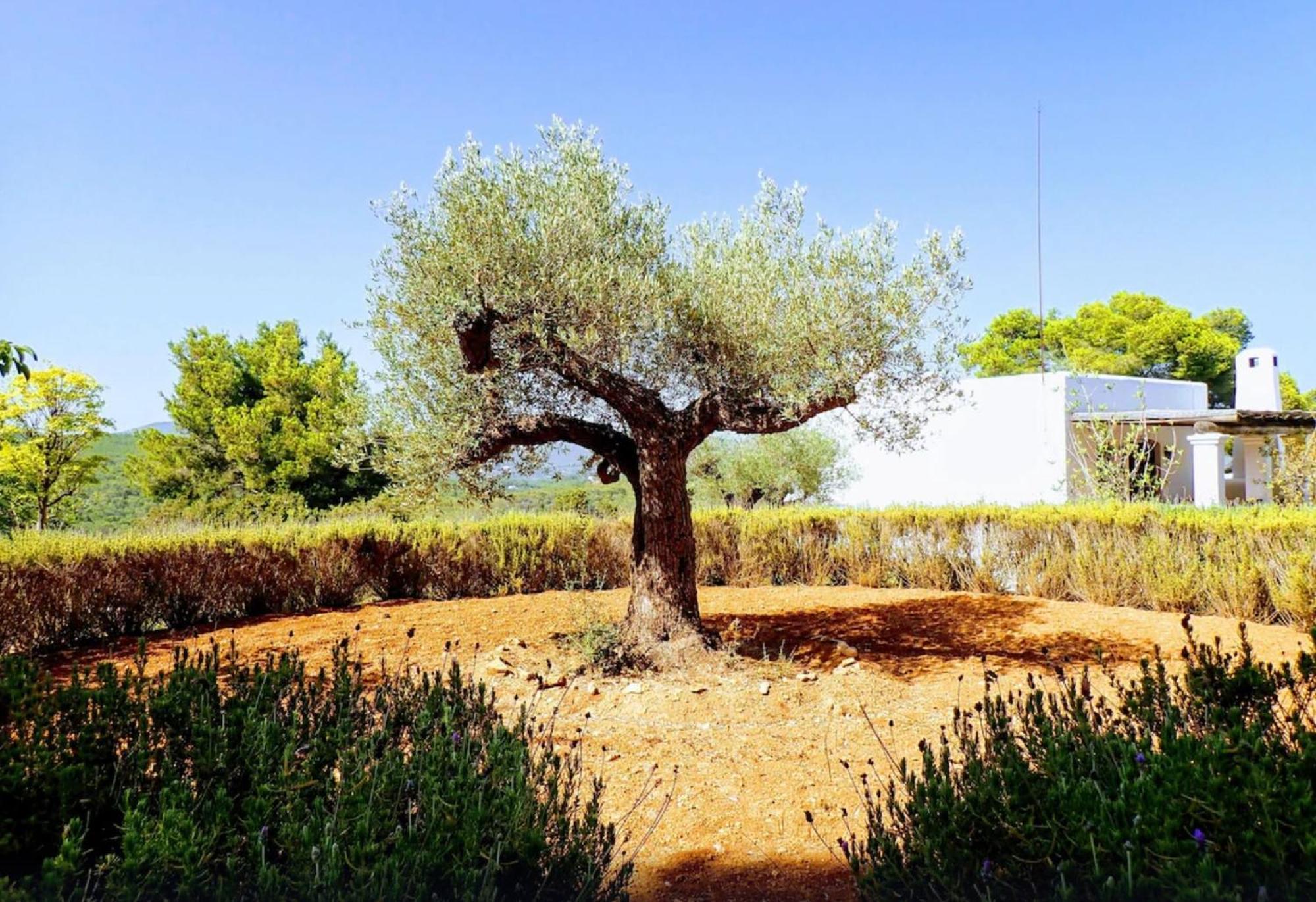 Ibiza Large And Luxurious Finca In Very Exclusive Environment Santa Eularia des Riu