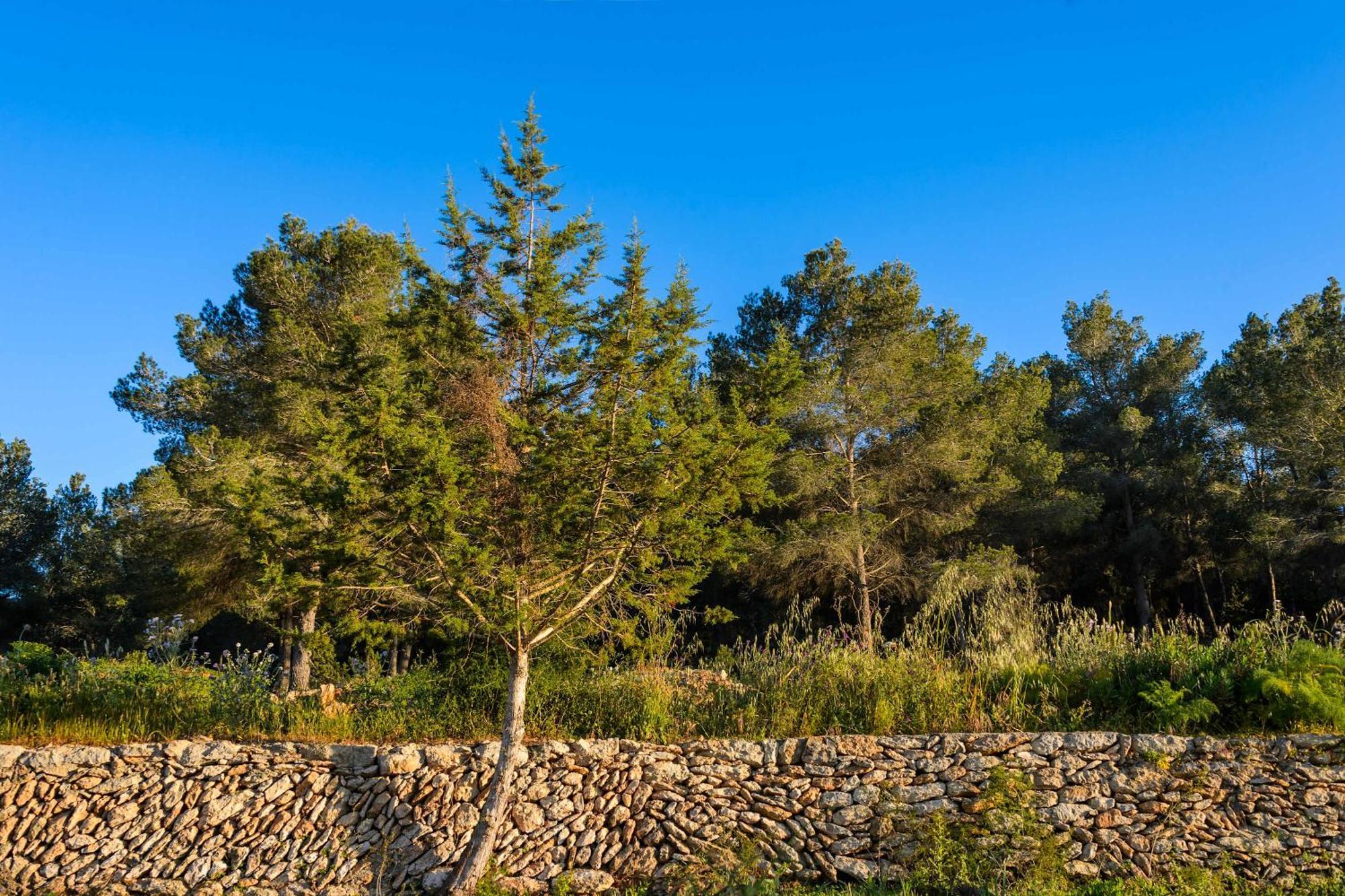 Villa Amasana - Your Sanctuary Of Peace In Ibiza - 6 Br *